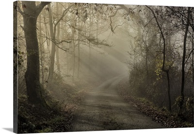 Bacchereto wood, Carmignano, Prato, Italy