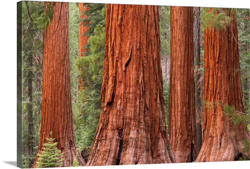 Bachelor and Three Graces Sequoia tress in Mariposa Grove, Yosemite National Park, USA. Spring (June) 2015.