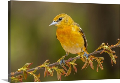 Baltimore Oriole Female, Ontario, Canada