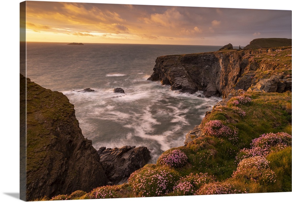 Beautiful evening sunlight on the Cornish wildflower cliffs near Stepper Point, Cornwall, England. Spring (May) 2021.