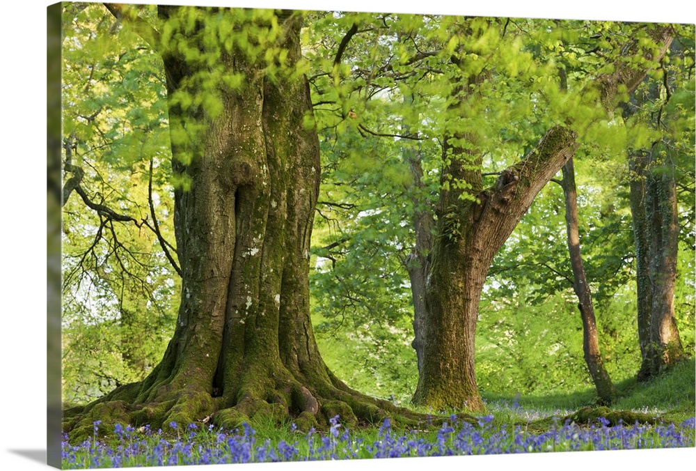 Beech and Oak trees above a carpet of bluebells in a woodland, Blackbury Camp, Devon, England. Spring