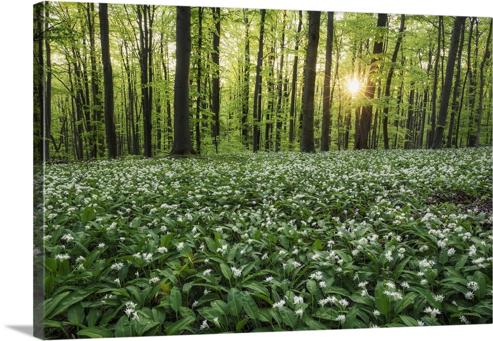 light-flooded beech forest with blooming wild garlic (Allium ursinum), Hainich National Park, Thuringia, Germany, Europe.