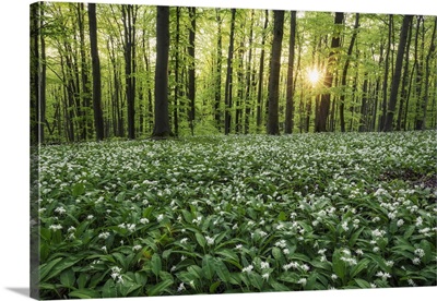 Beech Forest, Blooming Wild Garlic, Hainich National Park, Thuringia, Germany