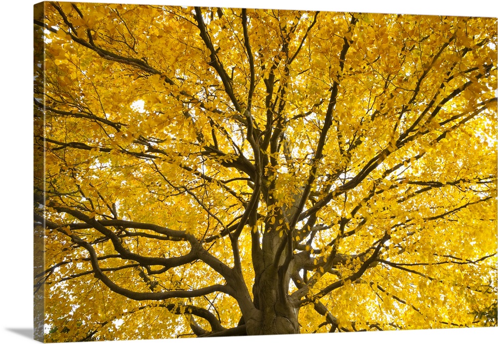 Beech tree in autumn, Surrey, England