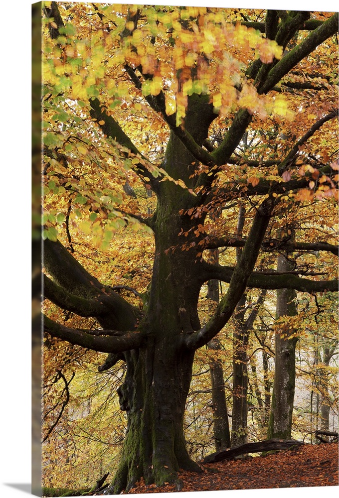 Beech tree with autumn colours, Lake District, Cumbria, England. Autumn