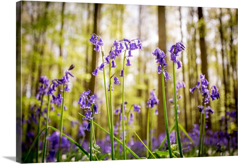 Belgium, Hallerbos, beech forest in Belgium full of blue bells flowers.