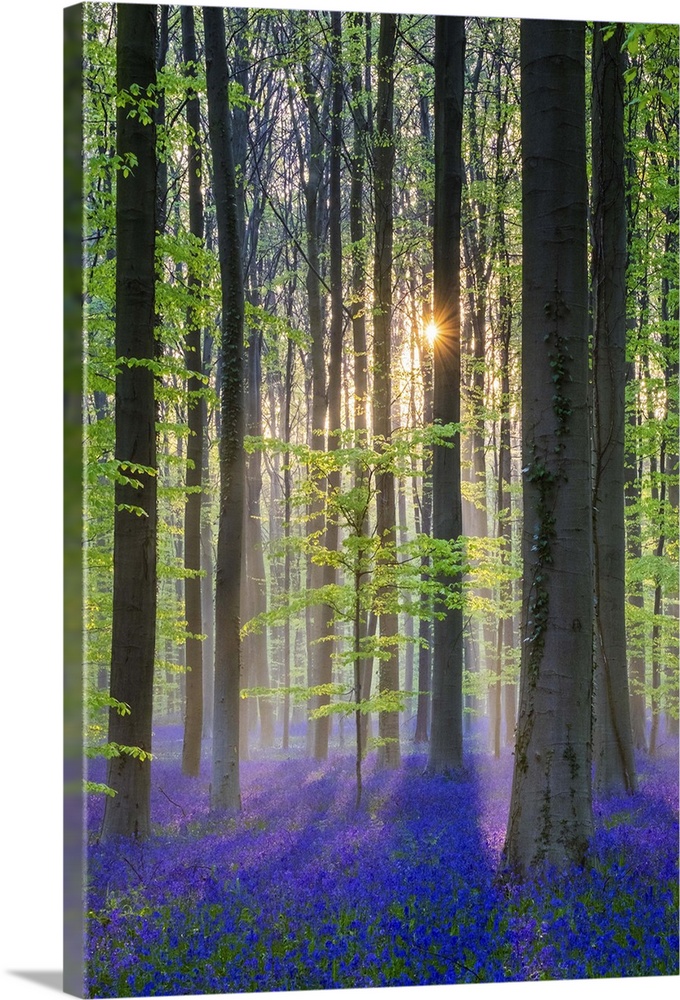 Belgium, Vlaanderen (Flanders), Halle. Bluebell flowers (Hyacinthoides non-scripta) carpet hardwood beech forest in early ...
