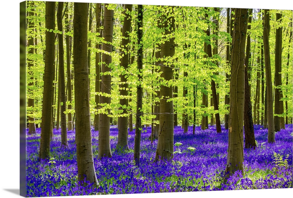 Belgium, Vlaanderen (Flanders), Halle. Bluebell flowers (Hyacinthoides non-scripta) carpet hardwood beech forest in early ...