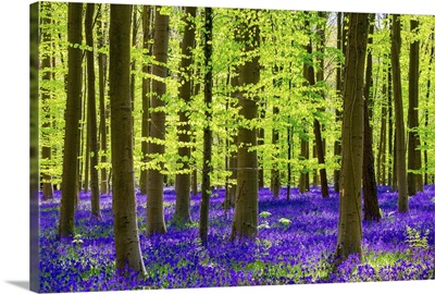 Belgium, Vlaanderen carpet hardwood beech forest in early spring in the Hallerbos forest