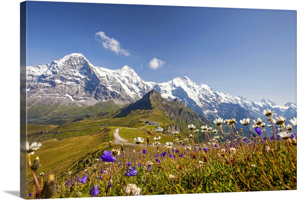 Colorful flowers framing Mount Eiger Mannlichen Grindelwald Bernese Oberland Canton of Berne Switzerland Europe.