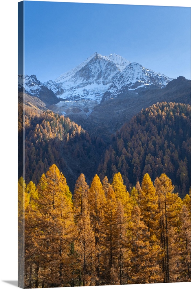 Bietschhorn & Larch Forest, Lotschental Valley, Valais, Switzerland