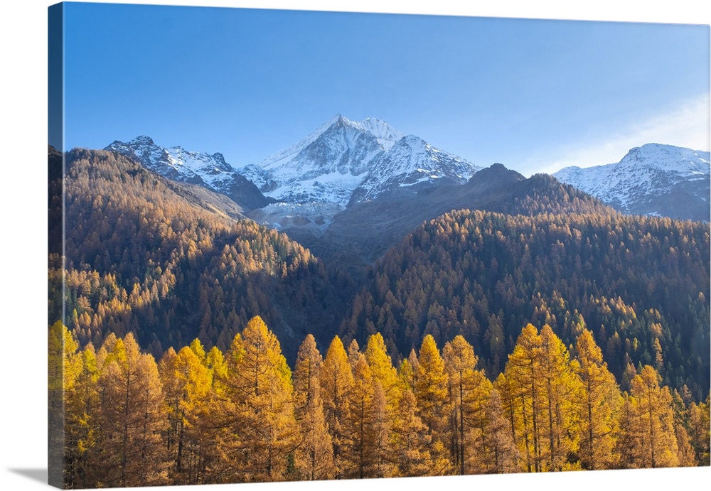 Bietschhorn & Larch Forest, Lotschental Valley, Valais, Switzerland