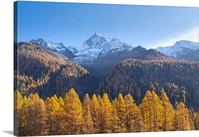 Bietschhorn & Larch Forest, Lotschental Valley, Valais, Switzerland