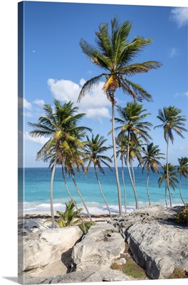Big Rocks And Tall Palm Trees Of Bottom Bay Beach, Barbados Island, West Indies