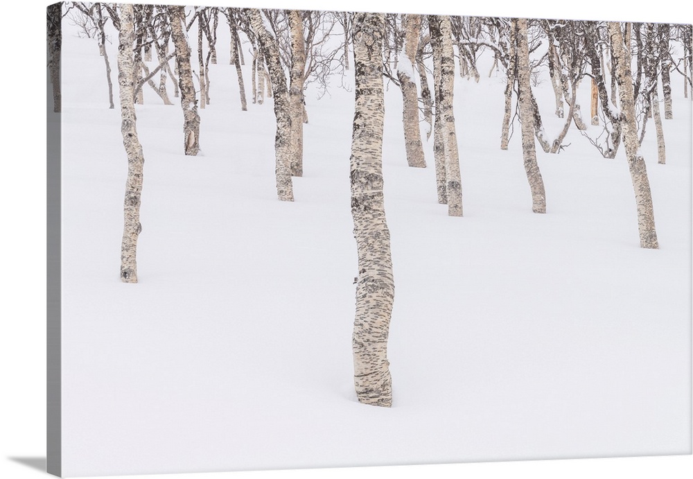 Birch Trees in Snow, Senja, Norway
