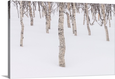 Birch Trees In Snow, Senja, Norway