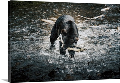 Black Bear Catching Wild Alaskan Salmon At Fish Creek, Hyder Near Stewart Border, Alaska
