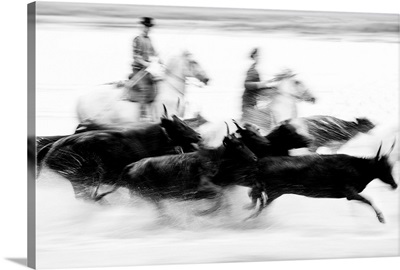 Black bulls of Camargue and their herders running through the water, Camargue, France
