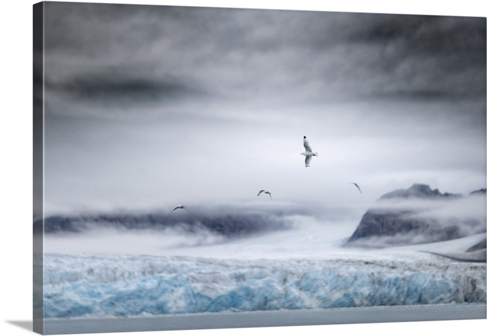 Black-Legged Kittiwake, Rissa Tridactyla, In Northern Spitsbergen, Svalbard, Norway