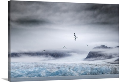 Black-Legged Kittiwake, Rissa Tridactyla, In Northern Spitsbergen, Svalbard, Norway