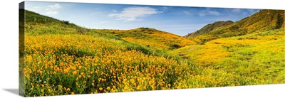 Blooming Carpets Of Wildflowers In Walker Canyon, Lake Elsinore, California, USA