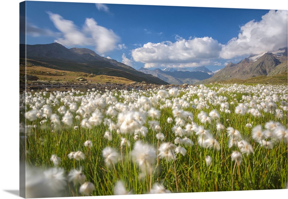 Blooming cotton grass, Stelvio National Park, Sondrio province, Valtellina valley, Lombardy, Italy.