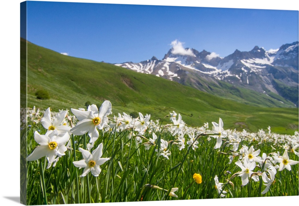 Blooming meadow of Narcissus at col du Lautaret in France.