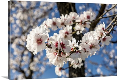 Blossoming Almond Trees Near Bunyola, Mallorca, Balearic Islands, Spain