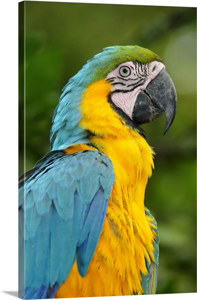 Colourful Macaw, Terradentro, Colombia, South America