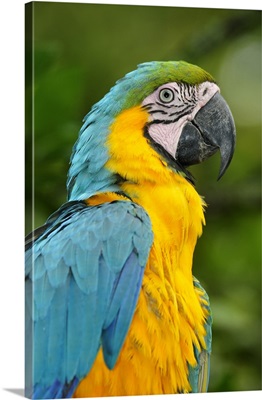Blue and Gold Macaw, Terradentro, Colombia, South America