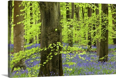 Bluebell carpet in a beech woodland, West Woods, Lockeridge, Wiltshire, England