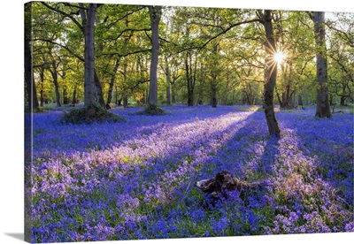 Bluebell Field, Oxfordshire, England, Europe