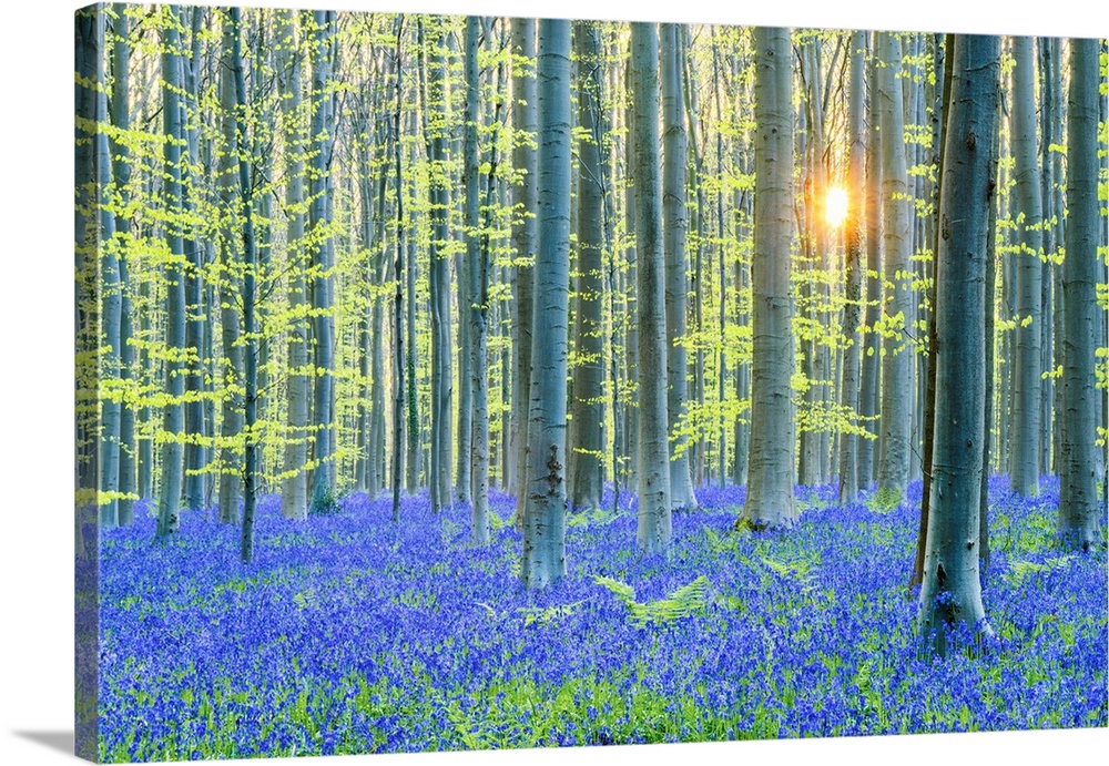 Bluebell Flowers (Hyacinthoides Non-Scripta) Carpet Hardwood Beech Forest, Hallerbos Forest, Belgium