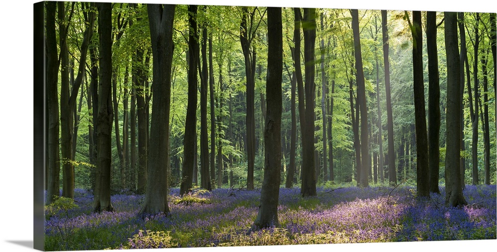 Bluebells and beech trees, West Woods, Marlborough, Wiltshire, England. Spring (May)