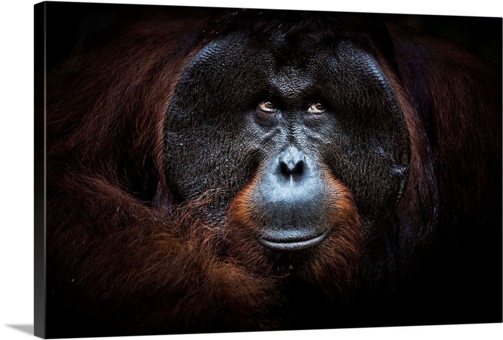 Bornean Orangutan Portrait, Tanjung Puting National Park