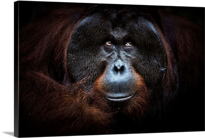Bornean Orangutan Portrait, Tanjung Puting National Park