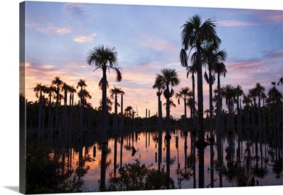 Brazil, Mato Grosso, Nobres, Buriti palms at the Lagoa das Araras, Macaw Lake