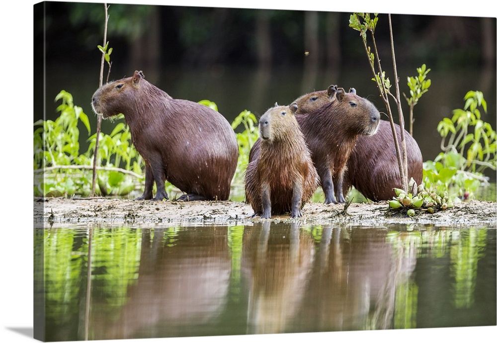 Brazil, Pantanal, Mato Grosso do Sul. Capybaras on a sandbank in the middle of the Pixaim River.