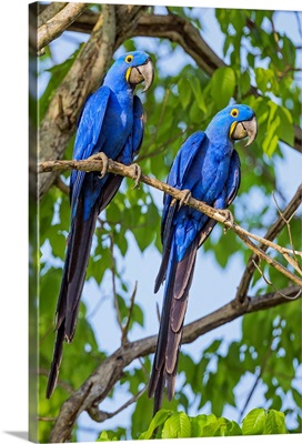 Brazil, Pantanal, Mato Grosso do Sul, A pair of Hyacinth Macaws