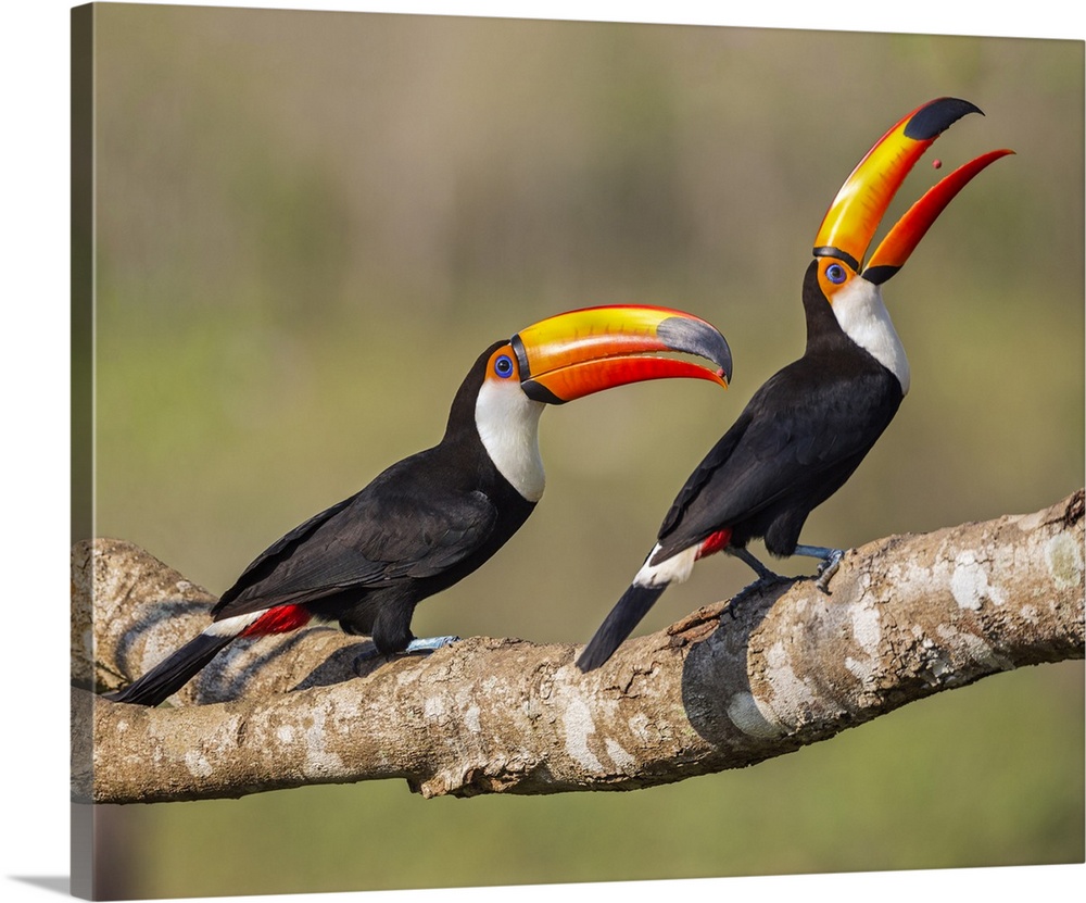 Brazil, Pantanal, Mato Grosso do Sul. A pair of spectacular Toco Toucans feeding.