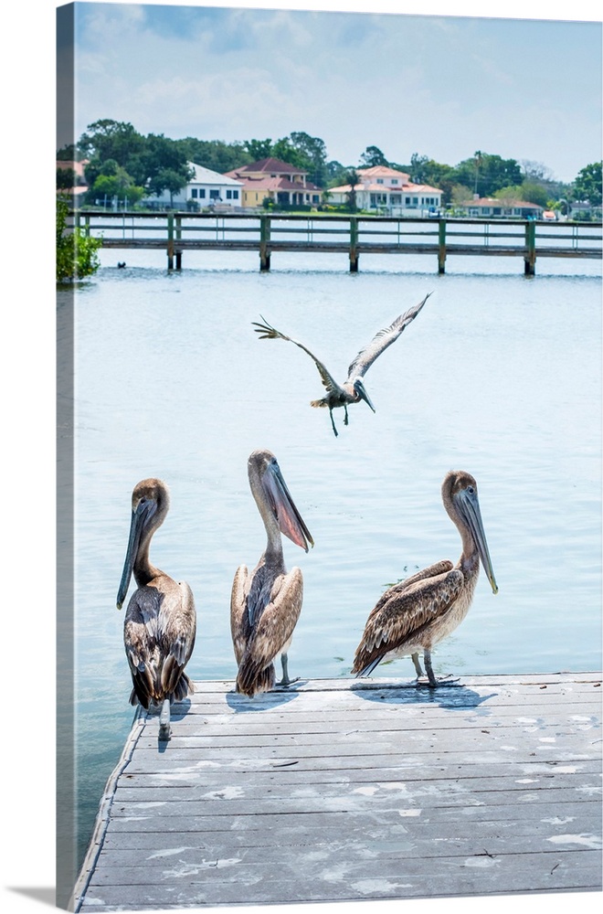 Brown pelicans, coffe pot park, saint Petersburg, Florida.