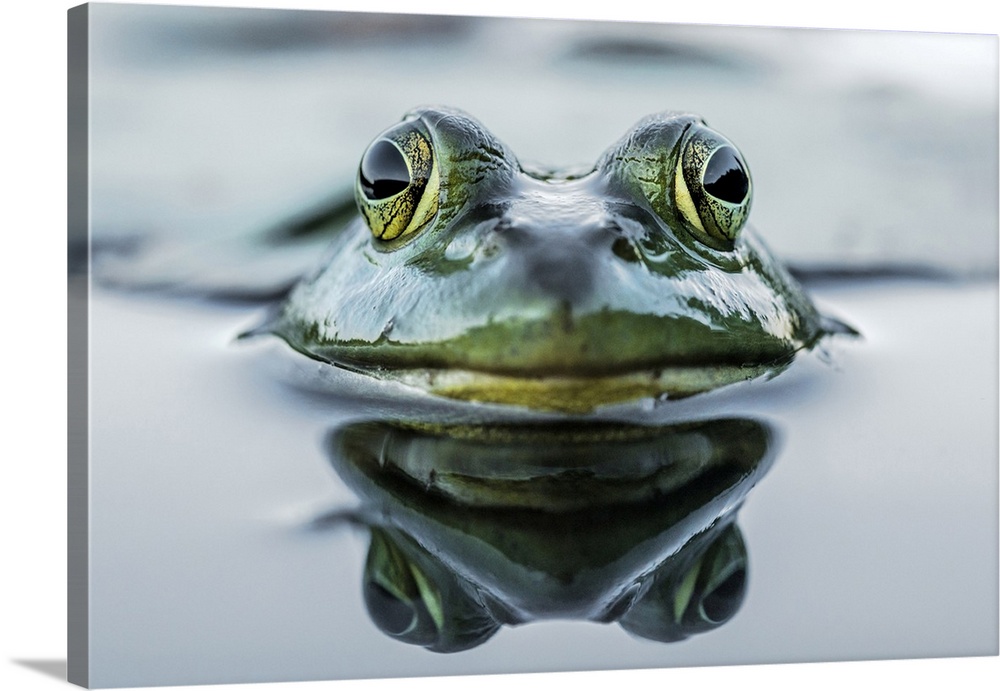 Bullfrog (Lithobates catesbeiana) in wetland on Horseshoe Lake, Parry Sound, Ontario, Canada