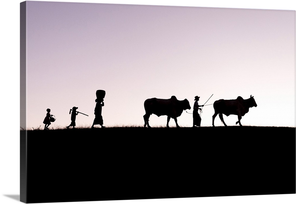 Burmese farmers and bulls walk at sunset along the crest of a hill, Bagan, Myanmar.