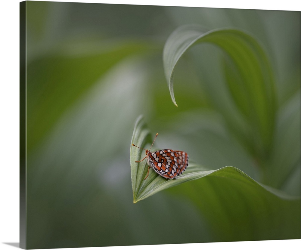 Butterfly, Shuswap, British Columbia, Canada