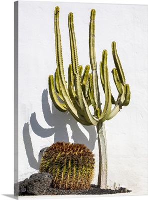 Cacti Against A White Wall, Lanzarote, Canary Islands, Spain