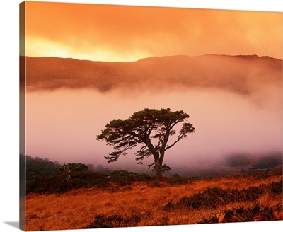 Caledonian Pine In Mist, Glen Affric, Highland Region, Scotland