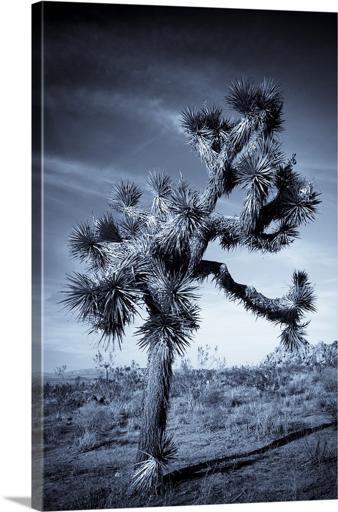 USA, California, Joshua Tree National Park, Joshua Tree, yucca brevifolia, in Hidden Valley