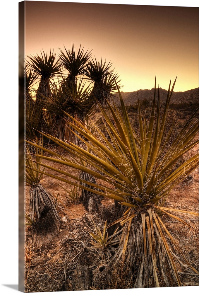 USA, California, Mojave National Preserve