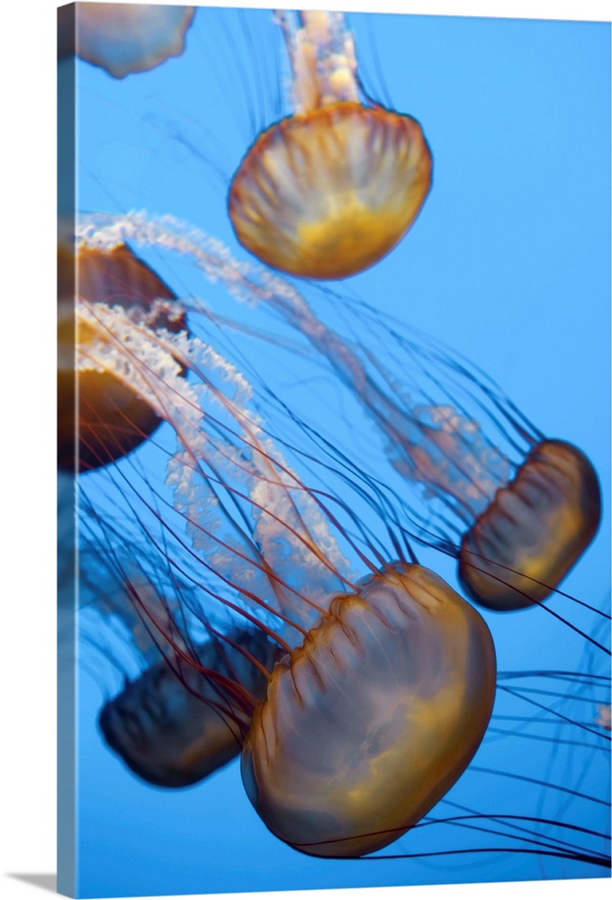 USA, California, Monterey Bay Acquarium, Pacific Sea Nettle Jellyfish (Chrysaora quinquecirrha)