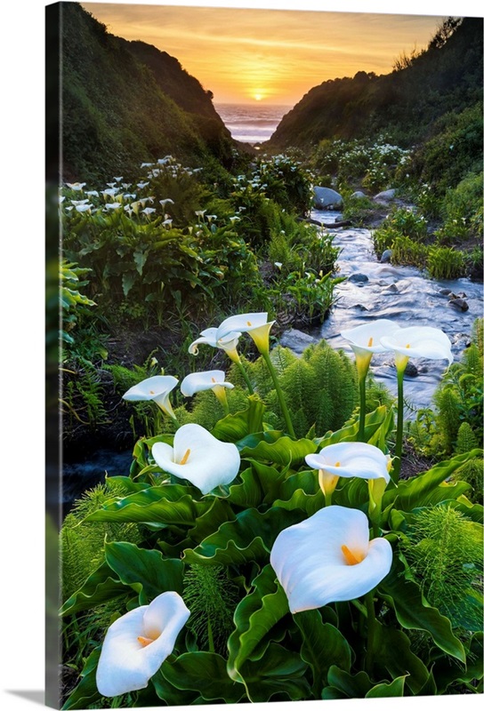 Calla Lily Valley At Sunset, Garrapata State Park, California, USA Great Big Canvas